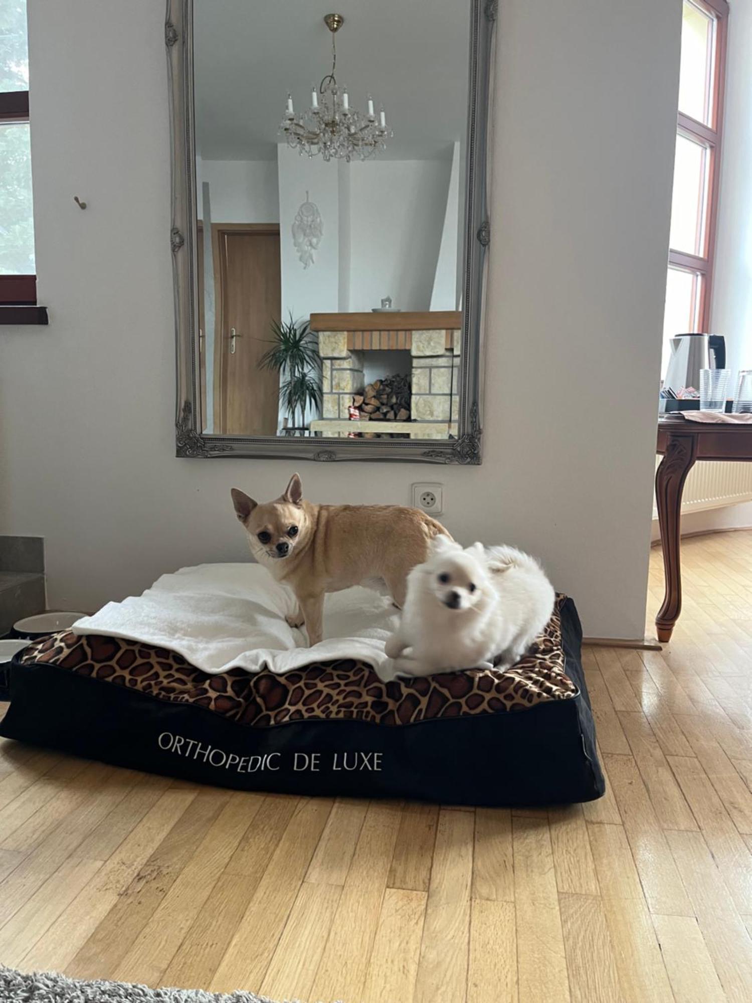 Dogs Resort And Spa Horni Bezdekov Eksteriør bilde